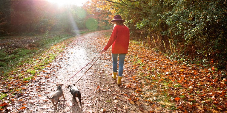 여자 walking dogs in an autumn woodland