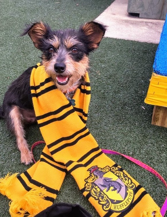 Il Pet Alliance of Greater Orlando began sorting dogs into Hogwarts houses to display their personalities, not their breeds.