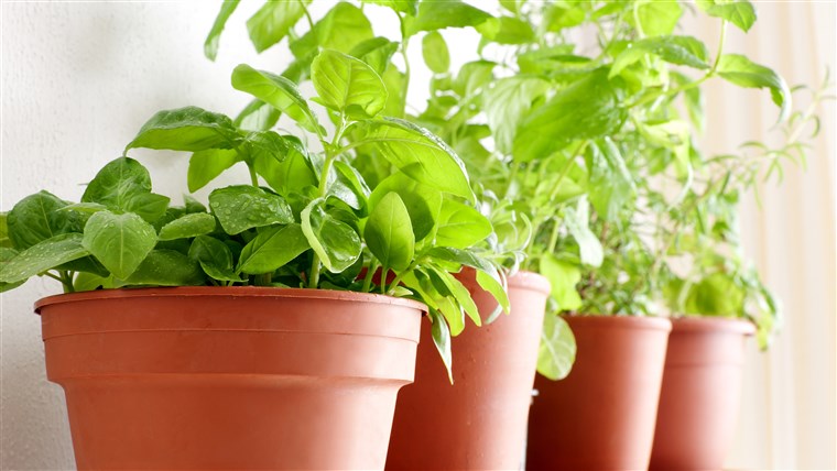 화분에 심은 herbs: Basil, Mint and Rosemary