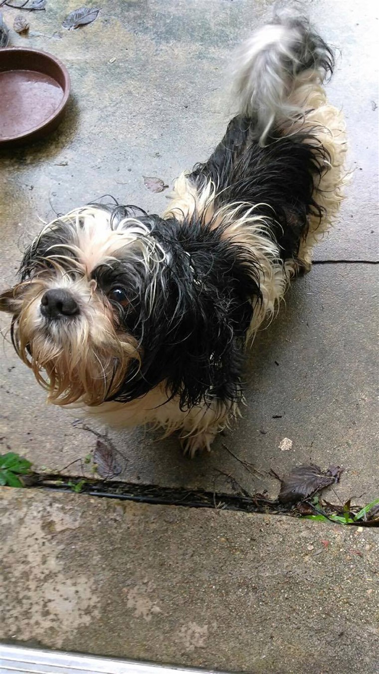 ハリケーン Harvey animal rescues: dog saved from the floods