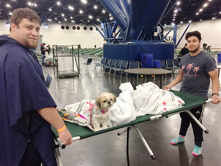 ハリケーン Harvey animal rescues: Evacuee dog in Houston