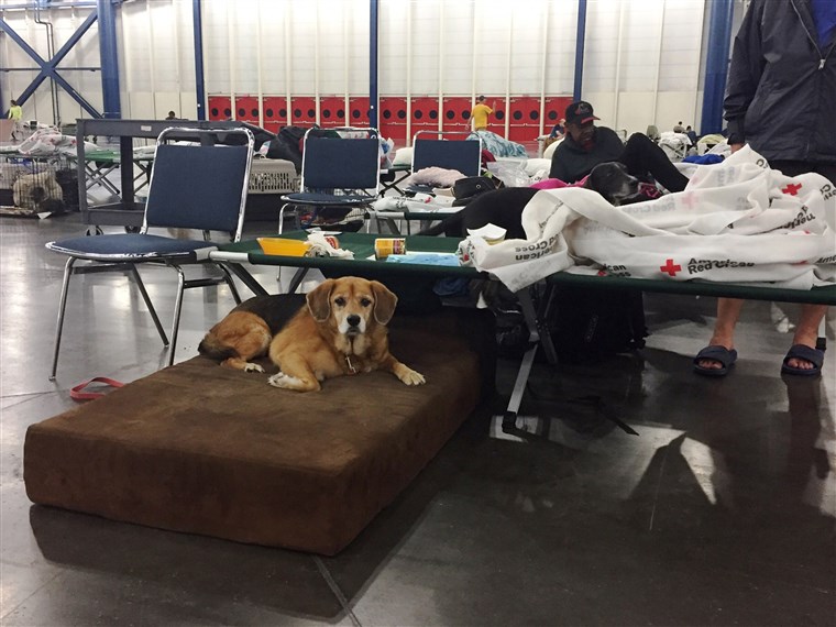 一部 nonprofits are helping care for pets sheltering with their families at The George R. Brown Convention Center in Houston. 