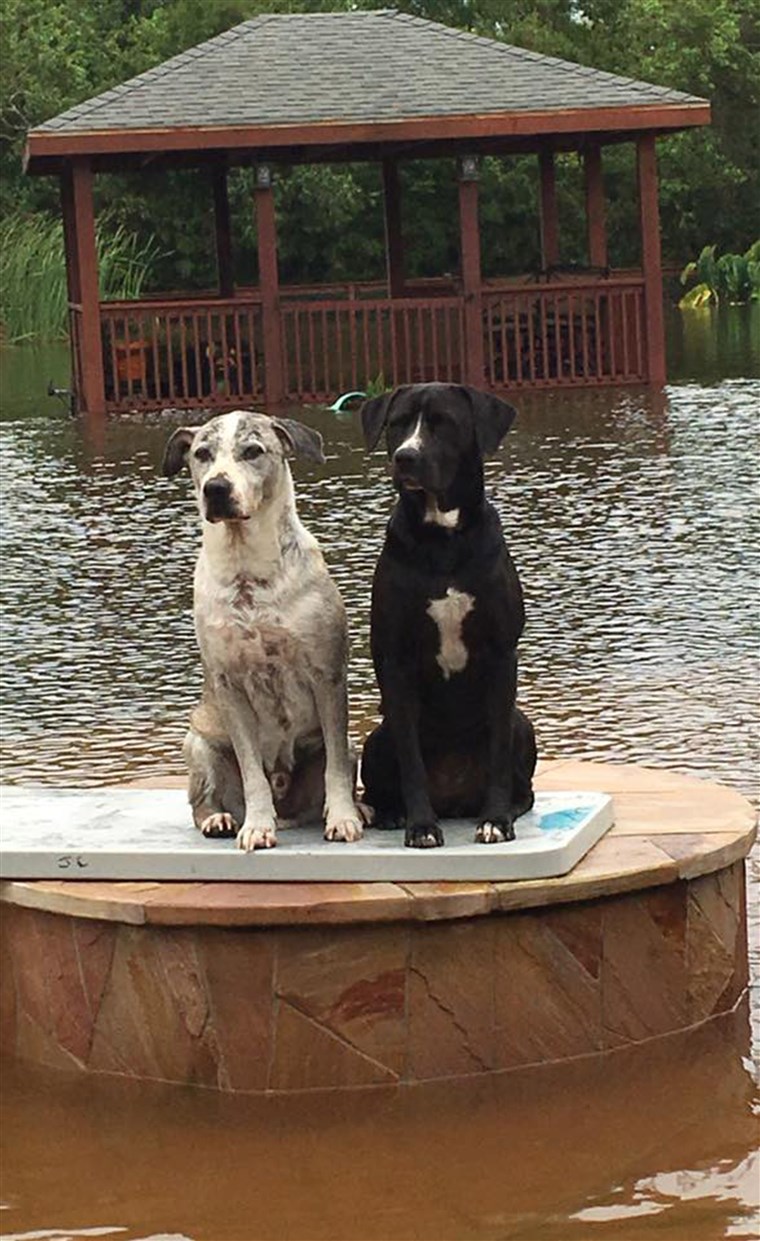 犬 trapped in Houston floods from Hurricane Harvey
