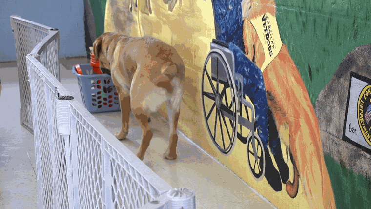 미국's Vet Dogs Prison dogs at Enfield