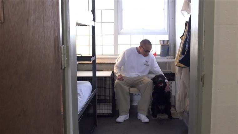 미국's Vet Dogs Prison dogs at Enfield