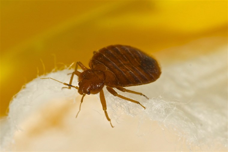 Apa do bedbugs look like?