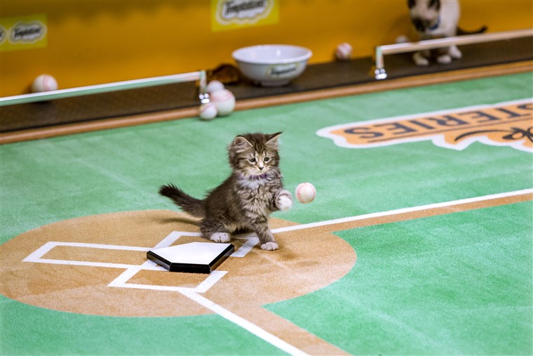 子猫 playing baseball