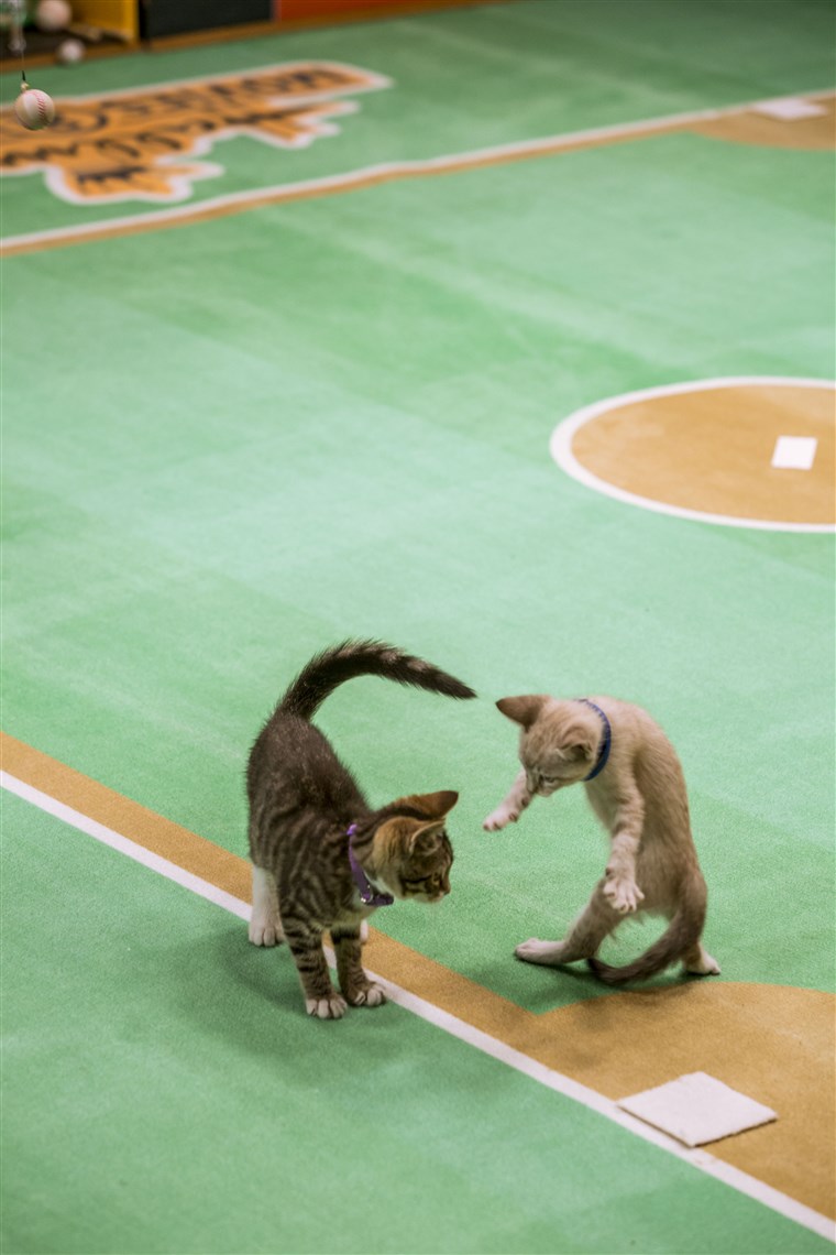 子猫 playing baseball.