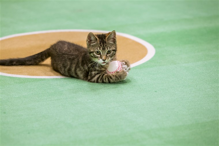고양이 새끼 playing baseball