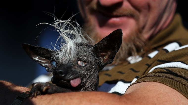 송곳니 Compete In World's Ugliest Dog Contest