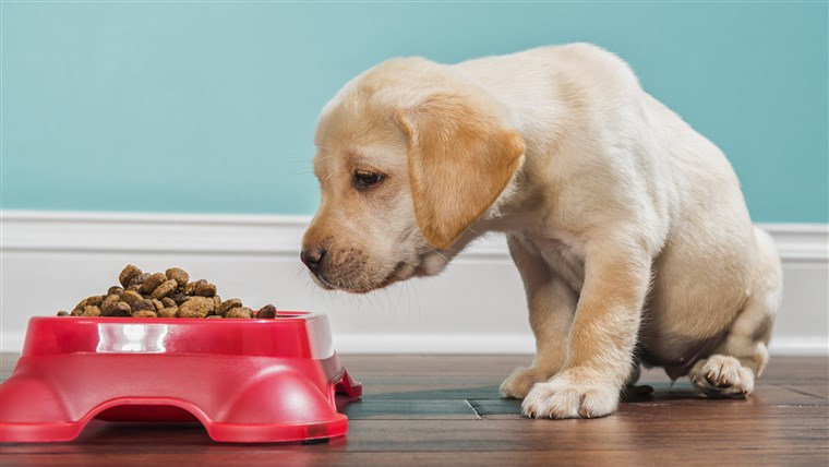 SEBUAH Yellow Labrador puppy smelling kibble in a pet dish, - 7 weeks old