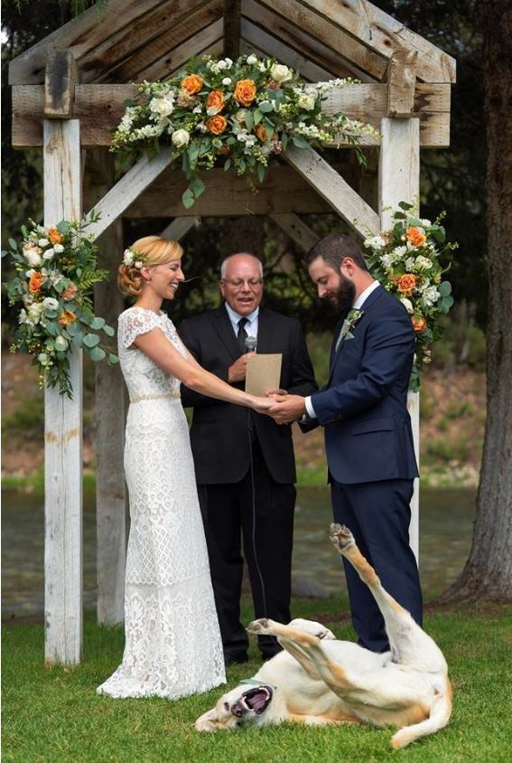 犬 photo-bombs couple's wedding photo