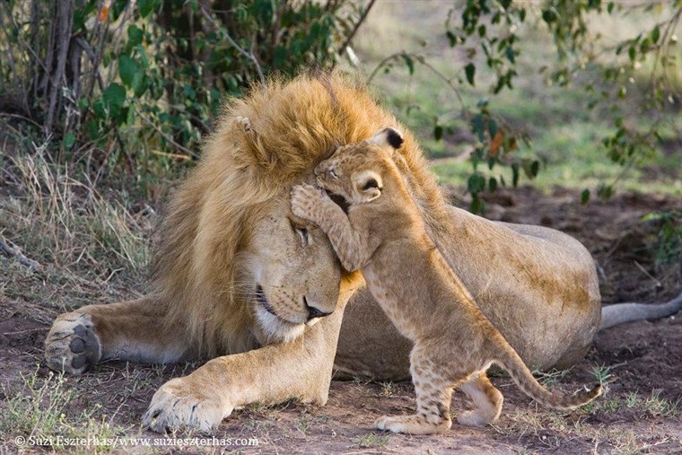 に this heartwarming photo, Dad seems to let his cub playfully nip at his forehead, or maybe his son is planting a kiss!