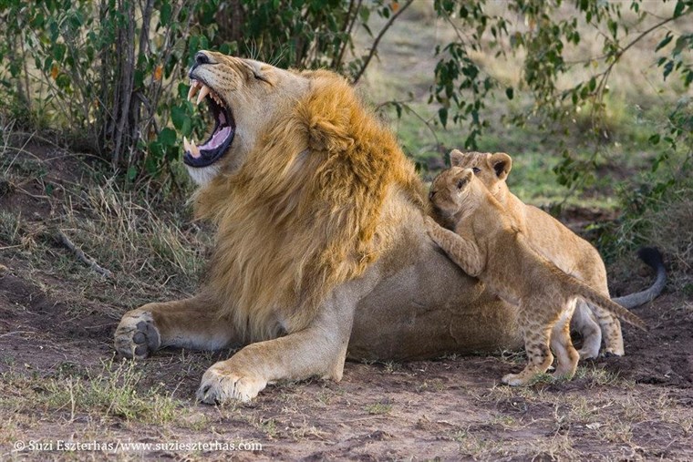 後 some time passes, the cubs realize Dad's just a big softy and play becomes a bit rowdier around him.
