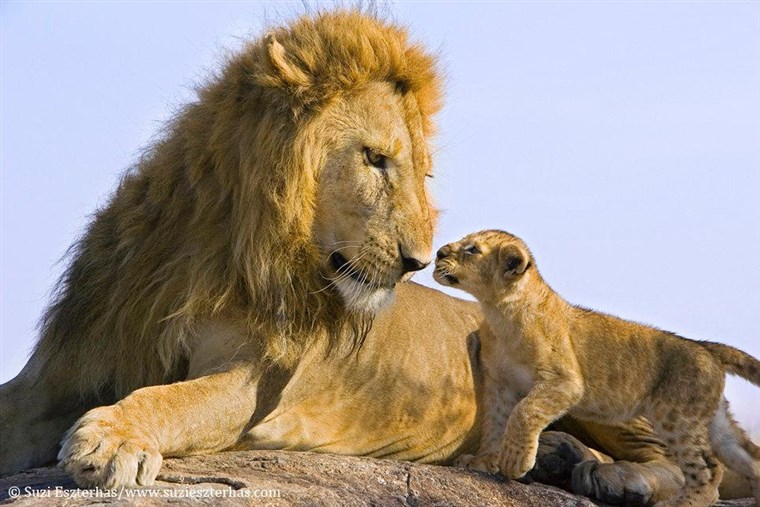 ザ father lion was extremely gentle during this first meeting with his son, not getting involved in any serious play as the young one adjusted to his presence.