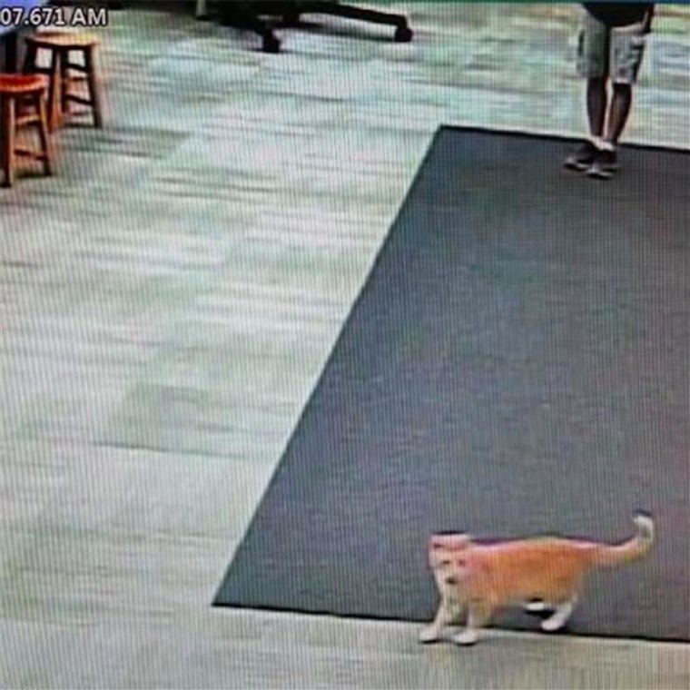 Max the cat is banned from the library
