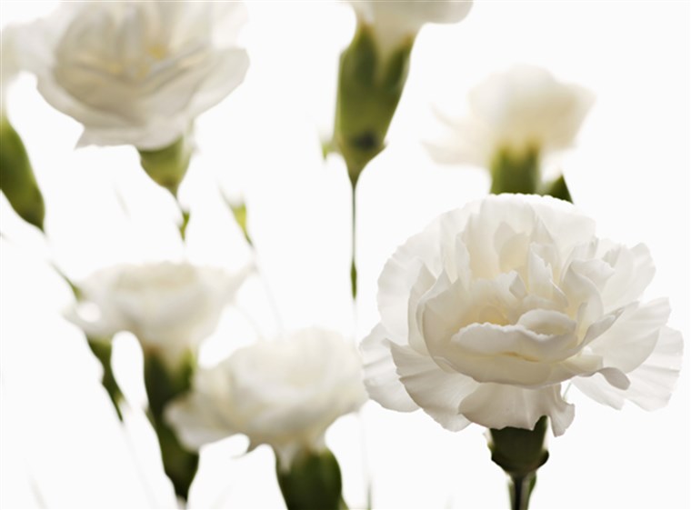 bianca carnations
