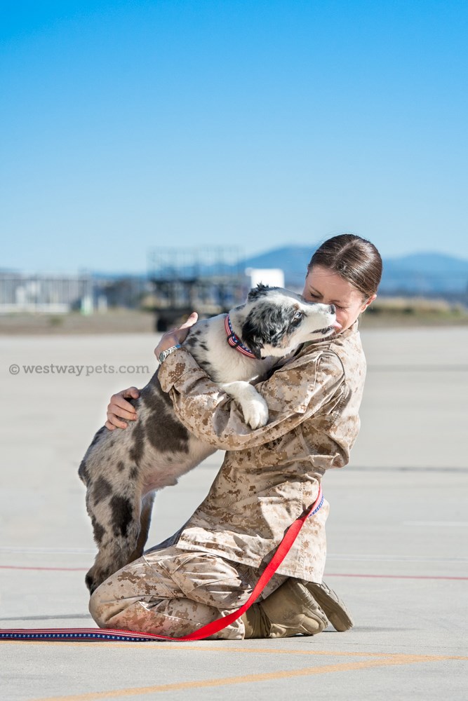 Anjing on Deployment helps take care of pets while military personnel are deployed