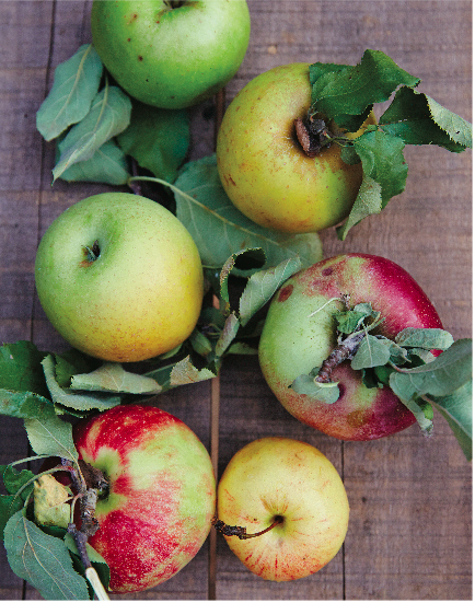 analizzare, cercare, guardare for inspiration? Check out Steven Satterfield's recipe for apple jelly.