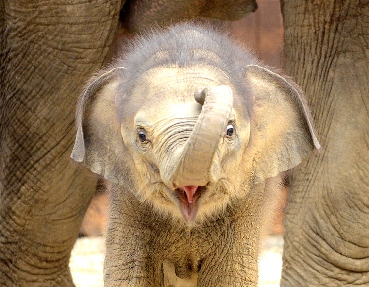 Baru lahir female Asiatic Elephant (Elephas Maximus) calf born to Johti, a 44-year-old, plays at Ostrava's Zoo on May 31, 2011. The calf was born on Apri...