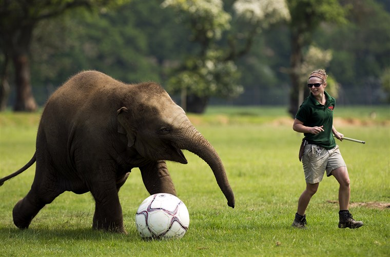 Gajah keeper Elizabeth Fellows plays football with Donna, a two-year-old elephant at Whipsnade Zoo near Dunstable, central England on May 28, 2012....