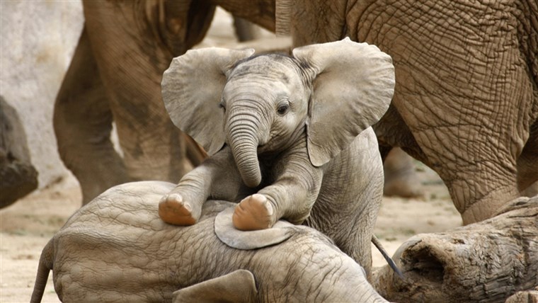Bayi Elephants Playing; Shutterstock ID 75308080; PO: today.com