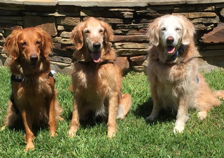 犬 Taser, Aid'N and Bretagne pictured together