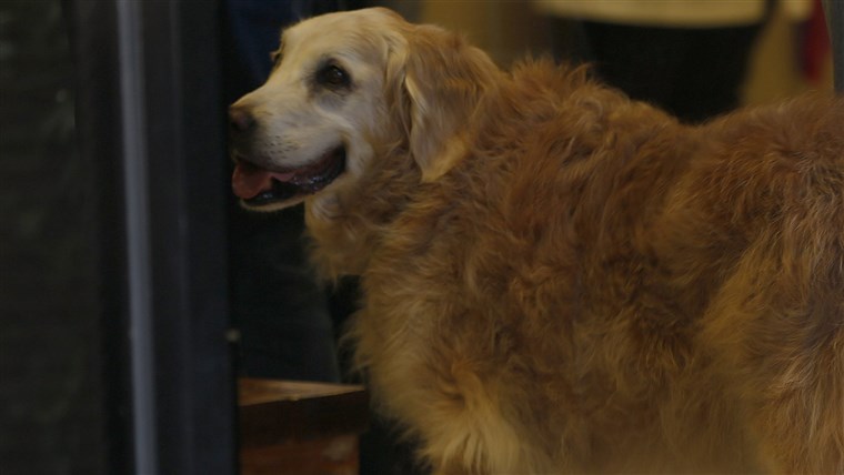 ブルターニュ the last known living 9/11 search dog has died in a Houston suburb at age 16