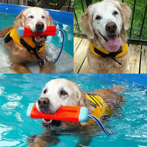 ブルターニュ the search dog swimming in a pool