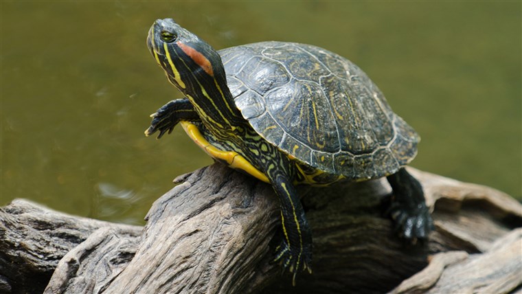 SEBUAH red-eared slider turtle basking in the sun on a dead branch; Shutterstock ID 116958556; PO: today.com
