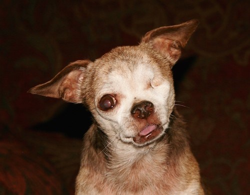 ハーレー the Chihuahua was rescued from a puppy mill