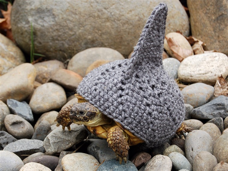 PIC FROM KATIE BRADLEY / CATERS NEWS - (PICTURED: Knitted shark cosy) - Now thats what you call a shell suit! These are the hilarious knitted cosies -...