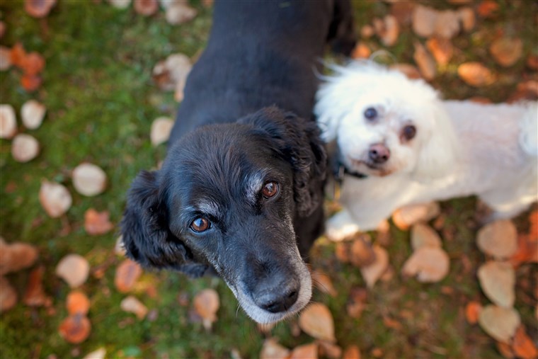 Senior dogs rescued by Old Dog Haven