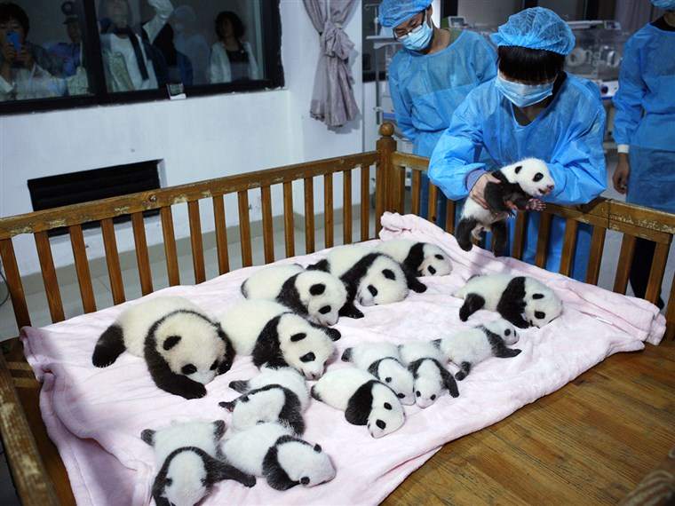 에이 breeder puts a giant panda cub into a crib at Chengdu Research Base of Giant Panda Breeding in Chengdu, Sichuan province, September 23, 2013. Fourte...