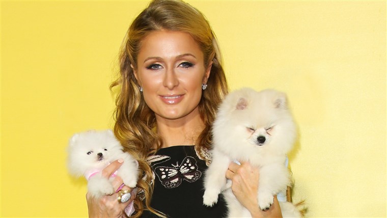 파리 Hilton and her dogs