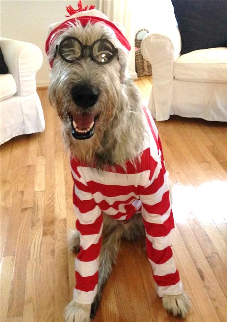 Dove's Waldo dog in costume