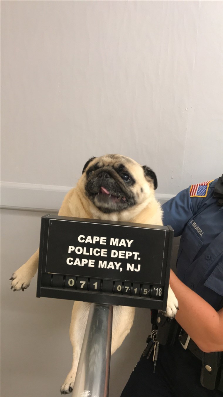이긴 흙 Shot of runaway dog from Cape May, New Jersey, police department