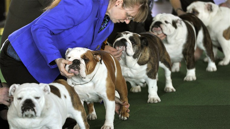 Bulldogs line up in the judging ring for the first day of competition at the 138th Annual Westminster Kennel Club Dog Show.