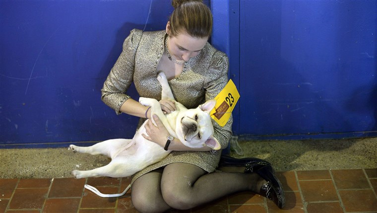 Amanda Mcallister and Laurel the French Bulldog play in the benching area at Pier 92 and 94 in New York City for the first day of competition at the ...