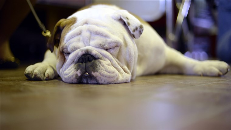 UN bulldog tries to nap at the 138th Annual Westminster Kennel Club Dog Show .