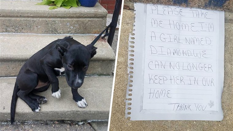 Anak anjing Abandoned with Note and Pizza Rescued by Philadelphia Facebook Group