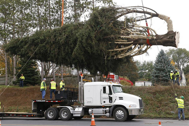 에 Thursday the Pennsylvania tree was cut and readied for a road trip to the big city.