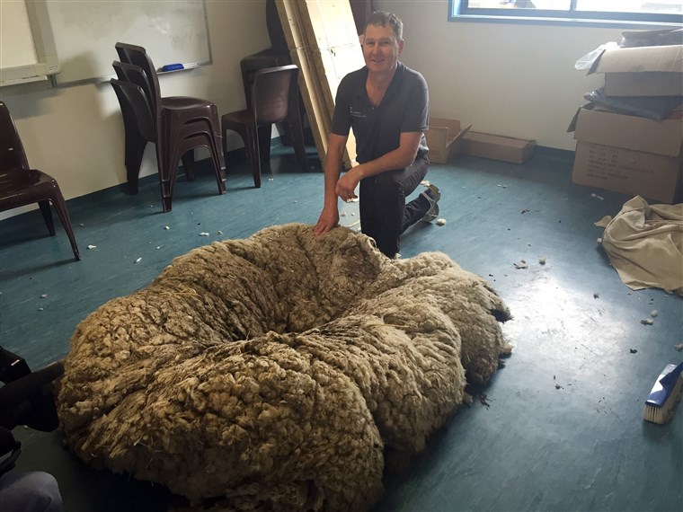 画像： Wooly Merino sheep in Canberra