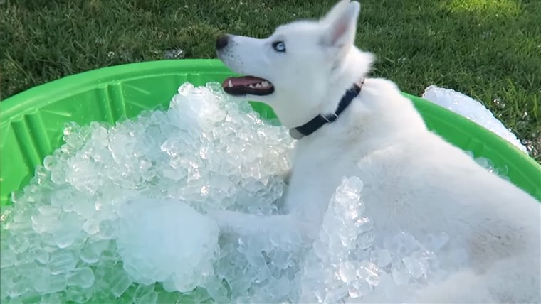 Siberia Husky gets ICE POOL