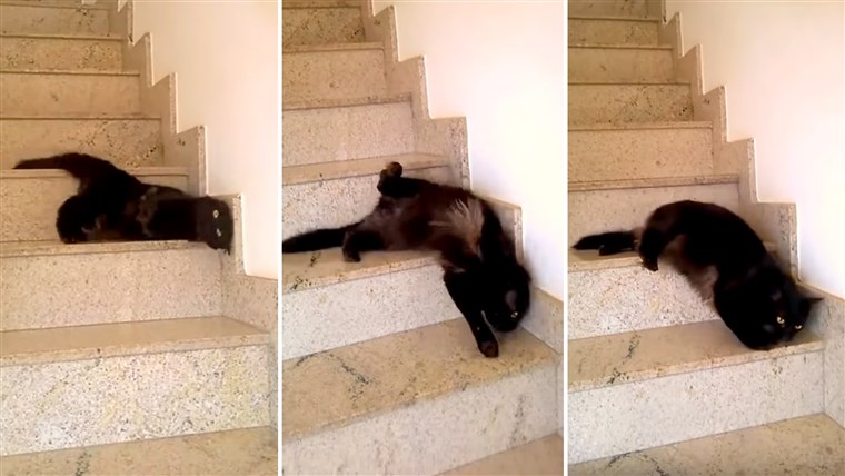 고양이 walking down the steps