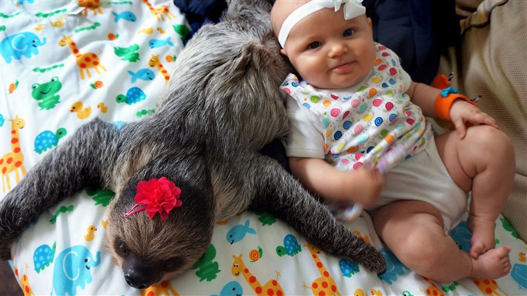 Bambino and sloth