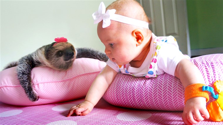 赤ちゃん and sloth