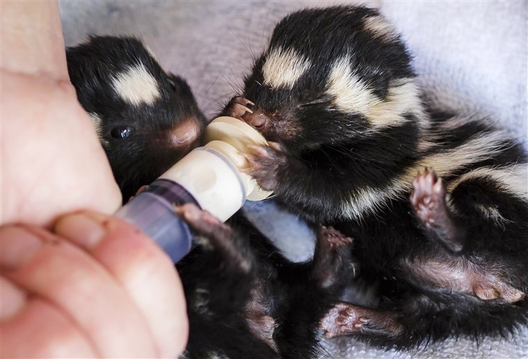 Tutul skunk babies