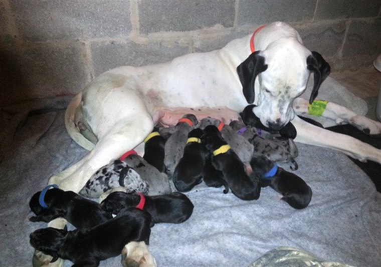 눈 덮인 and her 19 puppies.