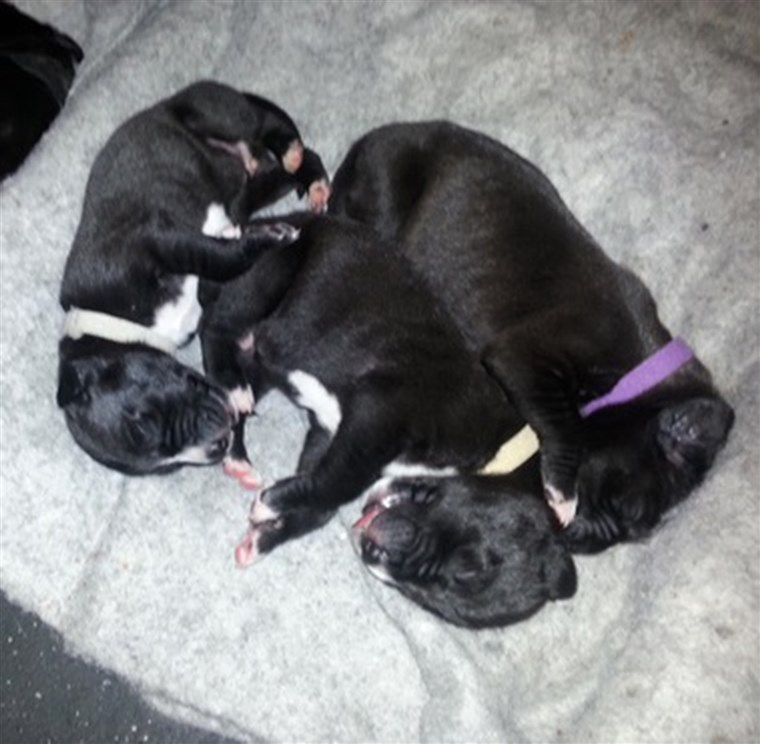 Itu Terry family plans to keep one of the 19 puppies, and sell the rest for $850 each. 